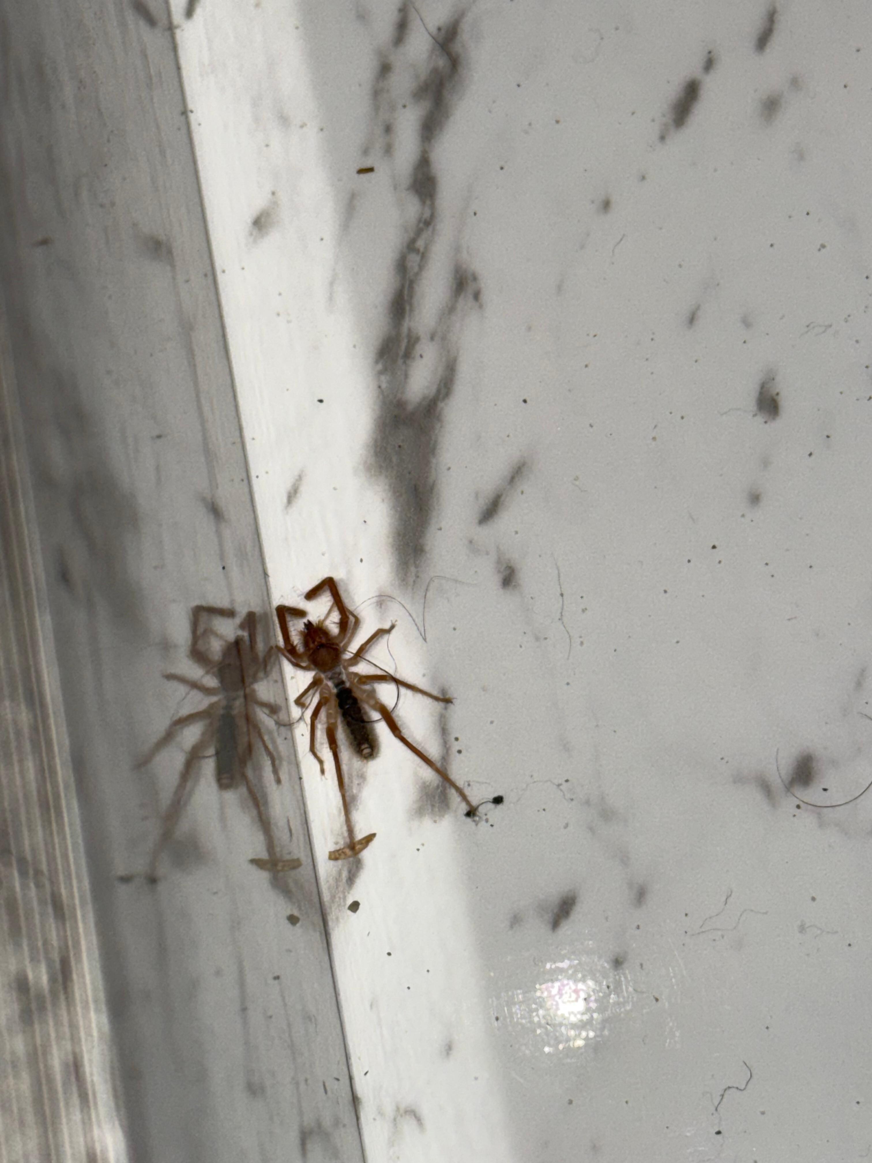 Multiple spiders and hornets found throughout house.