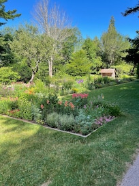 Thuya garden