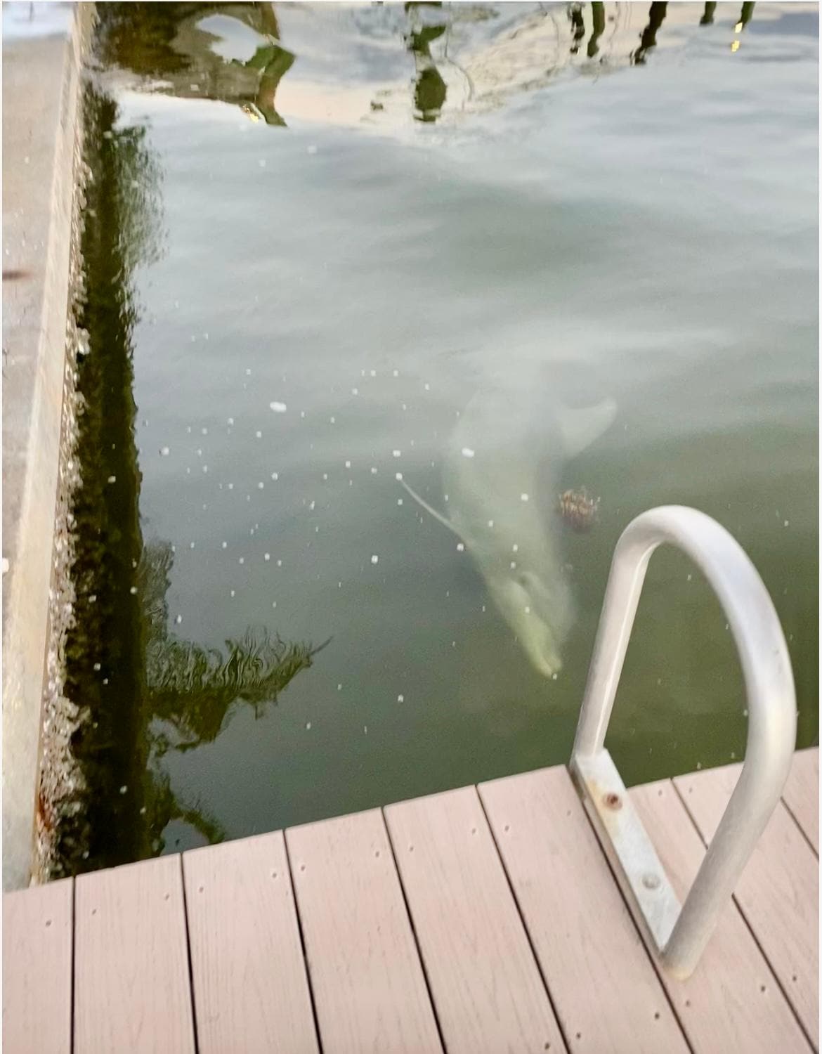 The Dolphins come right up to the dock! 