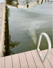 The Dolphins come right up to the dock!