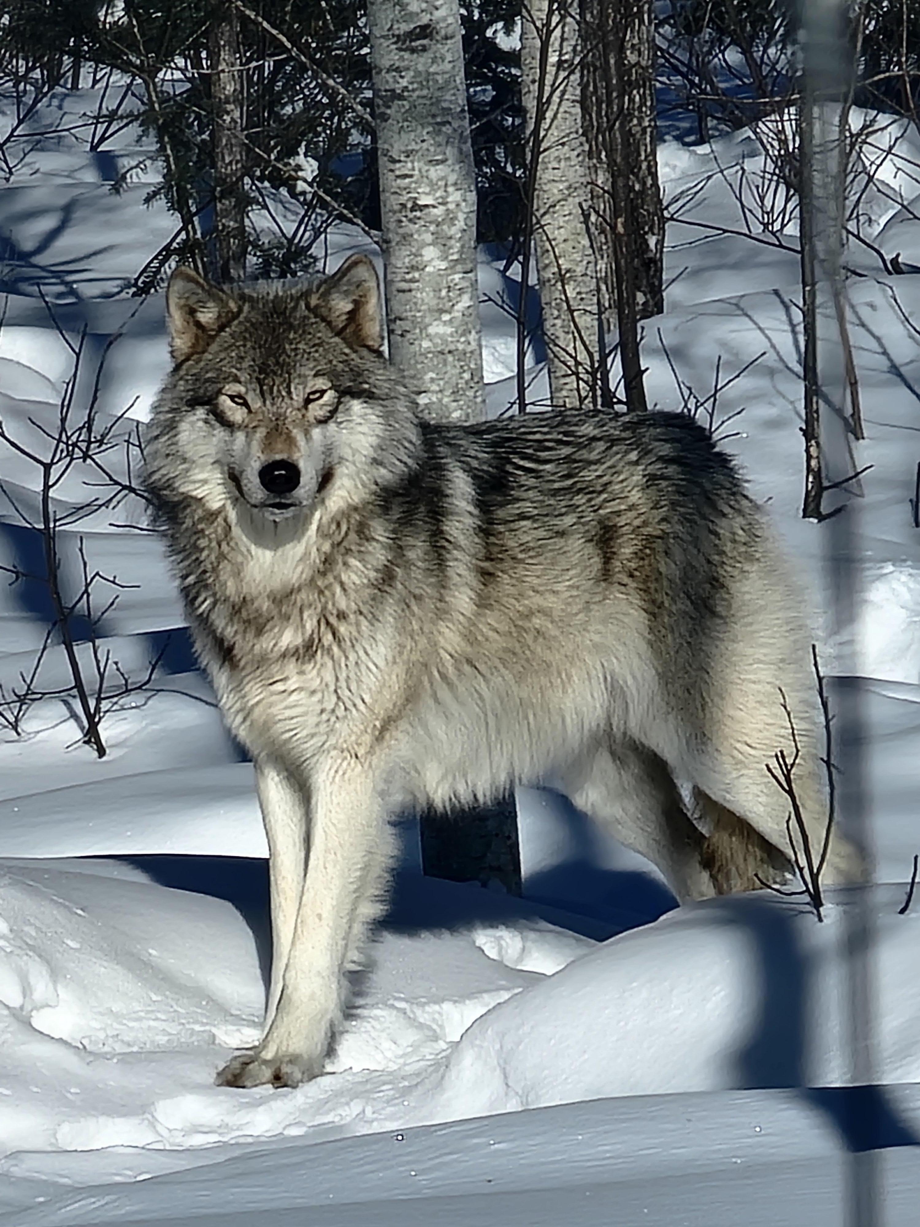 From the wilderness tour