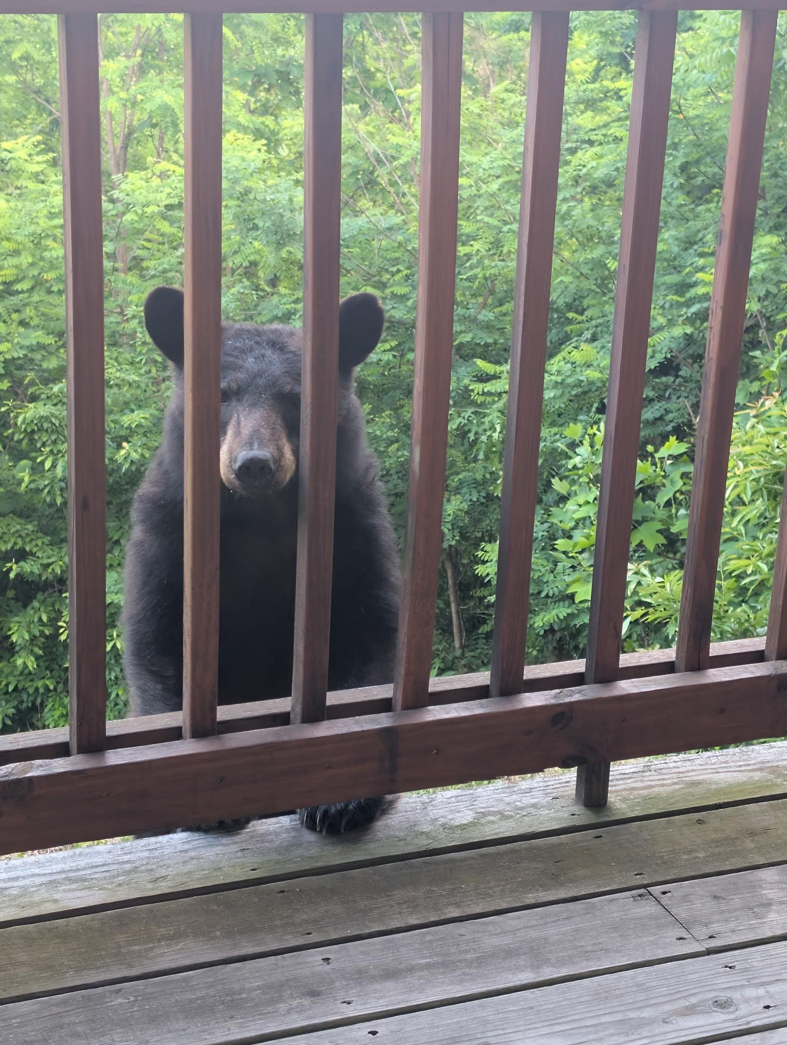Bear down stairs