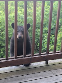 Bear down stairs