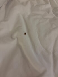 Roach in the bed