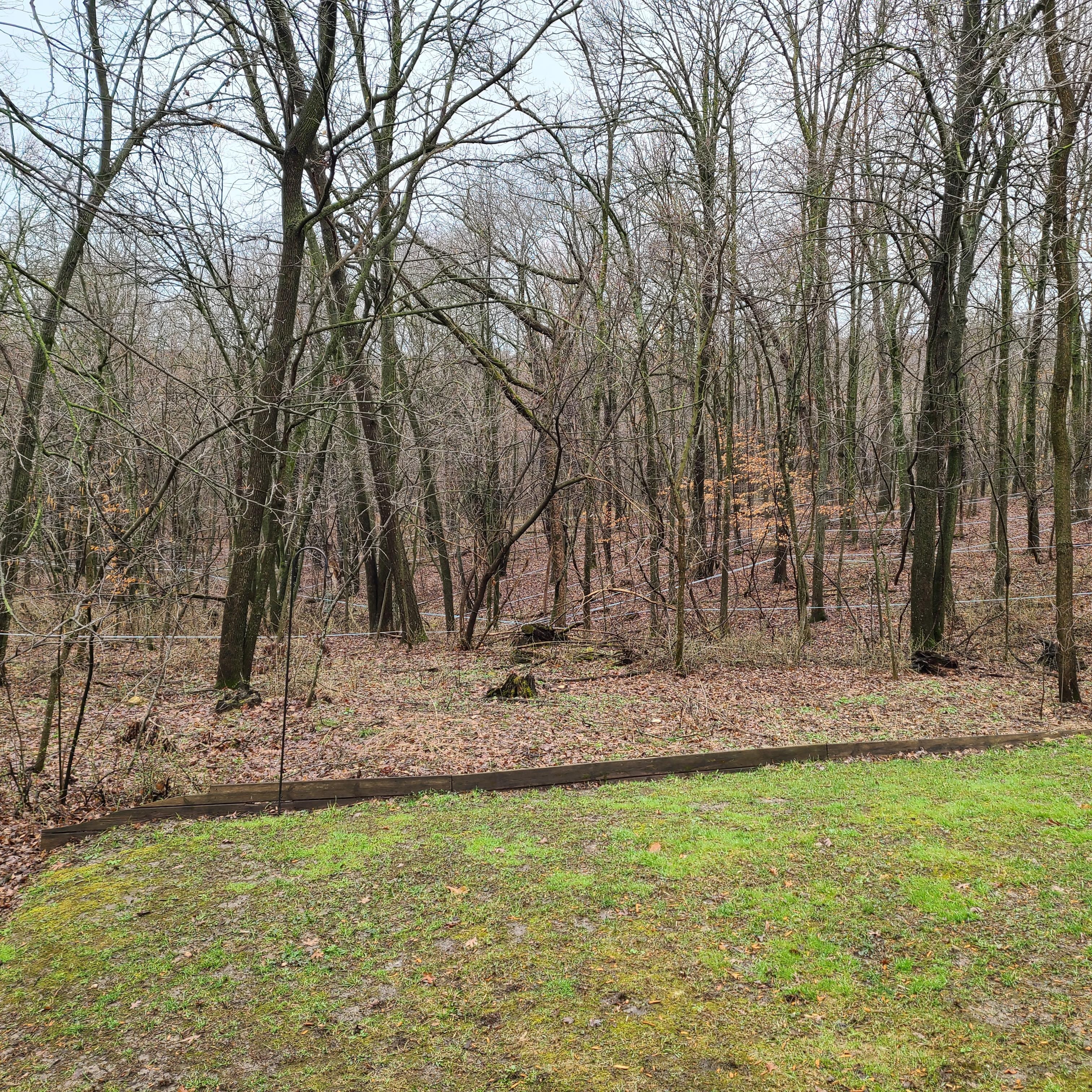 Maple syrup sap lines