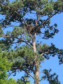 Eagle nest