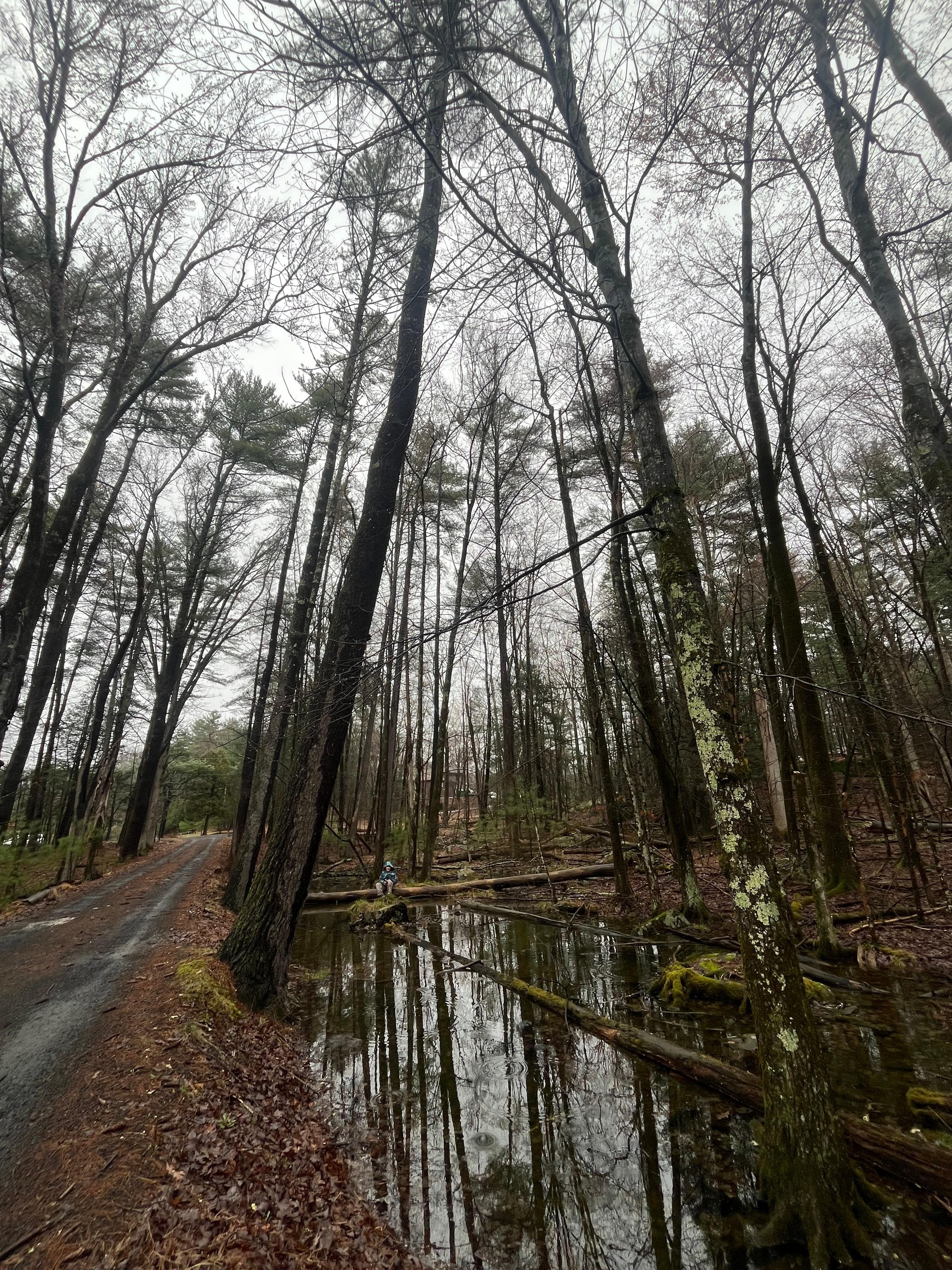 Road leading into the property (beginning of April)