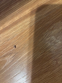 dead bugs, sunflower seeds missing