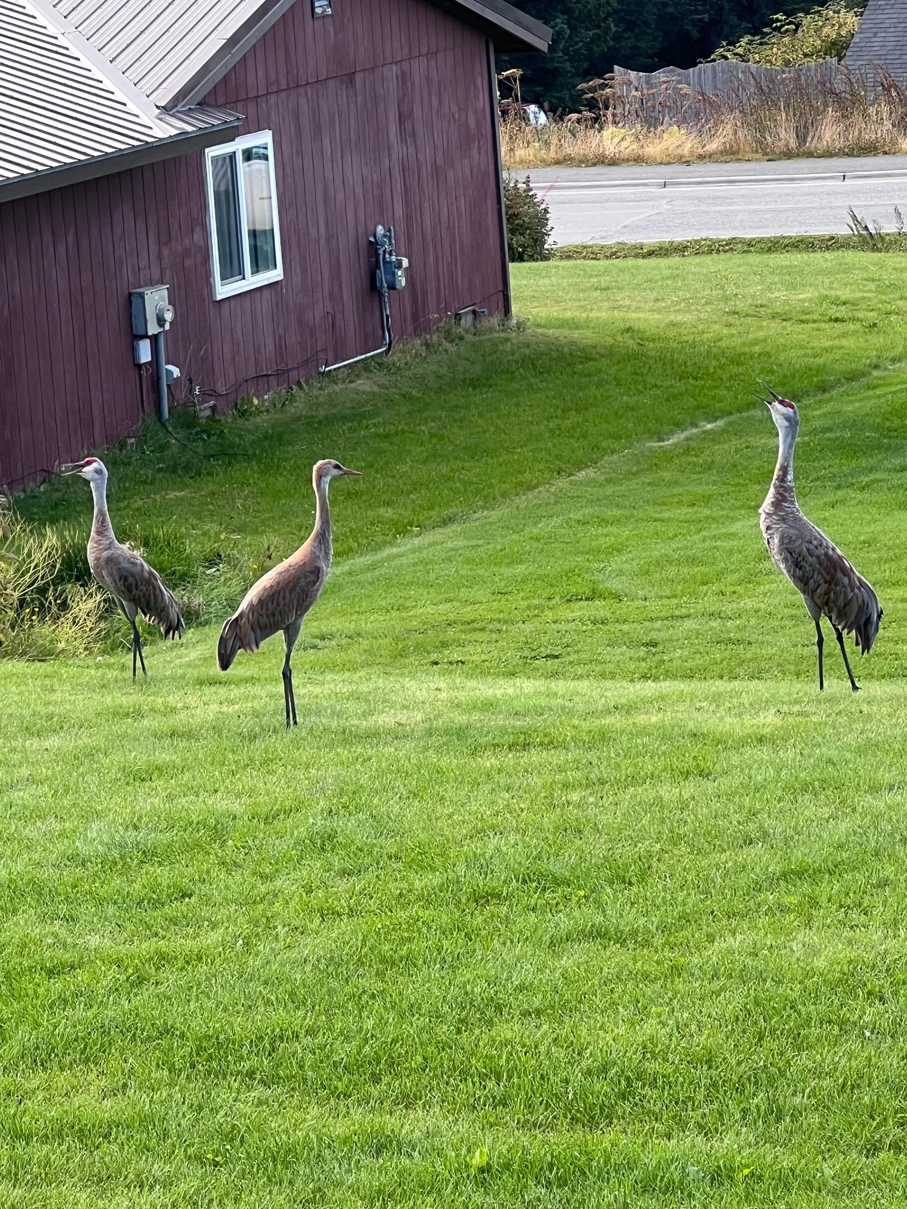 Sand hill cranes