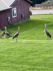 Sand hill cranes