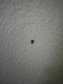 Dried wall booger (one of many)