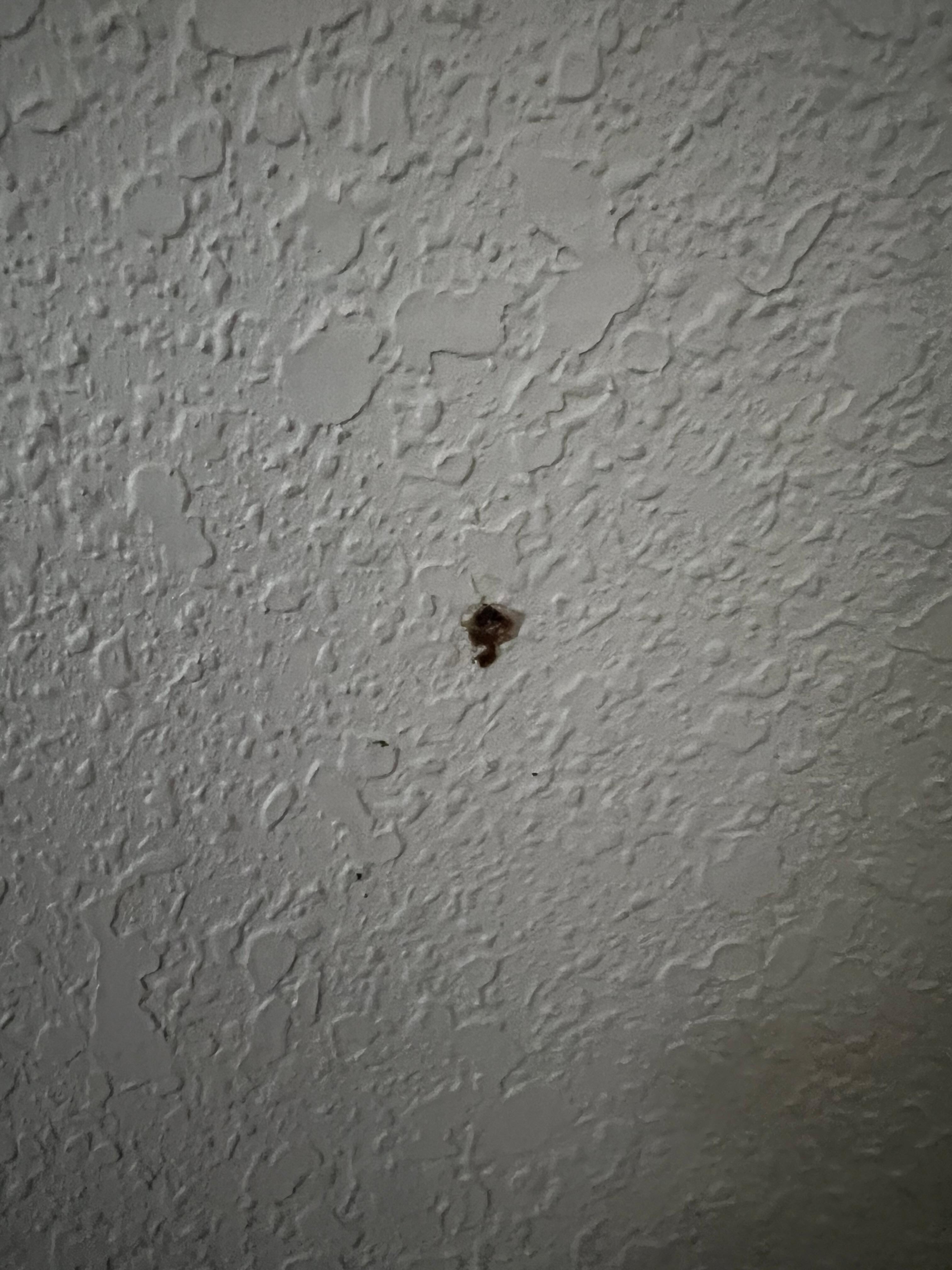 Dried wall booger (one of many)