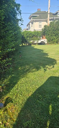 Both bunnies in the yard