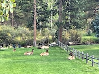 A bull elk and his harem hung out for over two hours just yards from our deck.