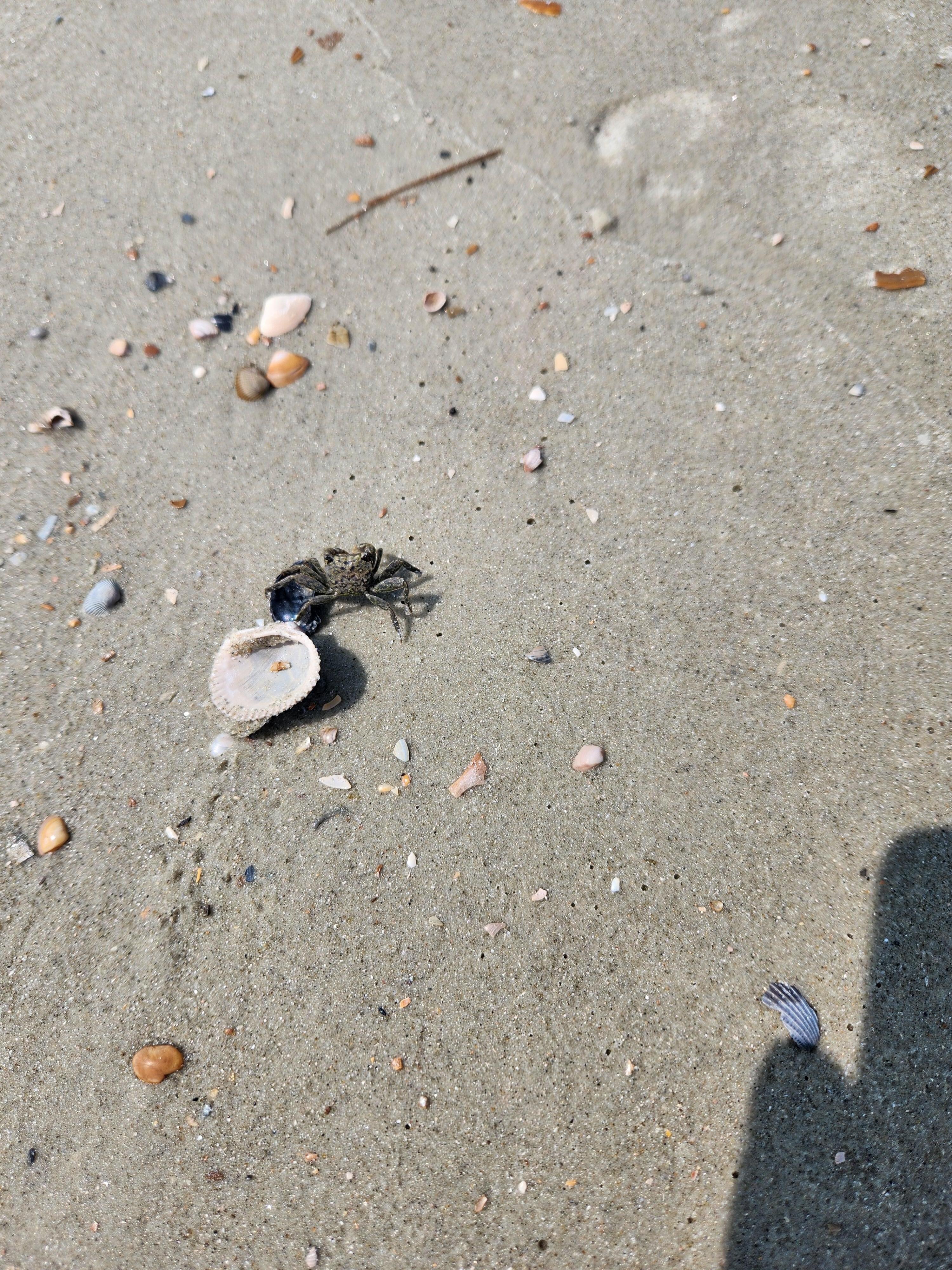 mini crab pictured. Lots of shells to find. Dolphins in straight.