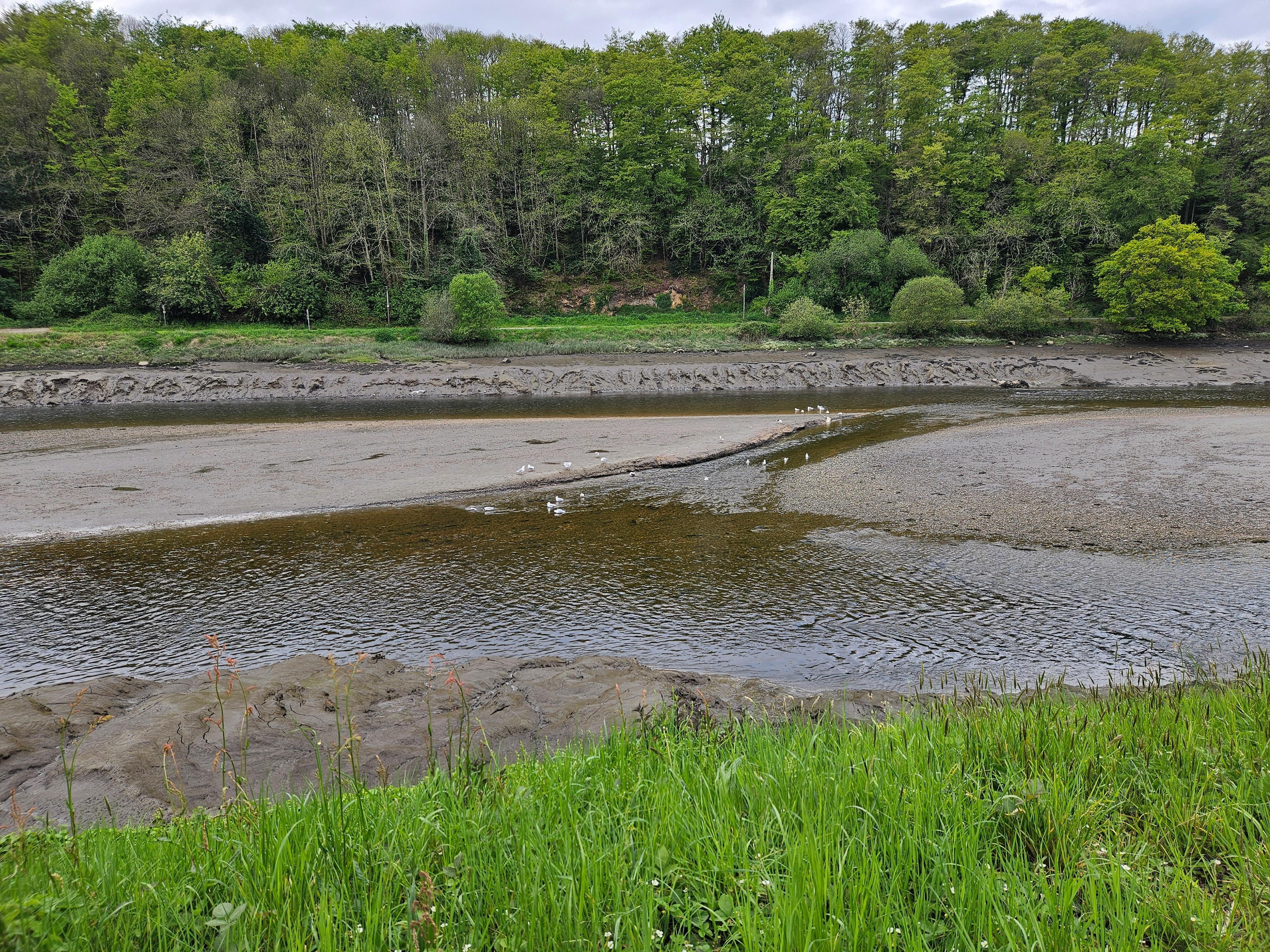 River at low tide