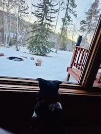 My dog loved the view