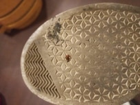Bedbug squashed
