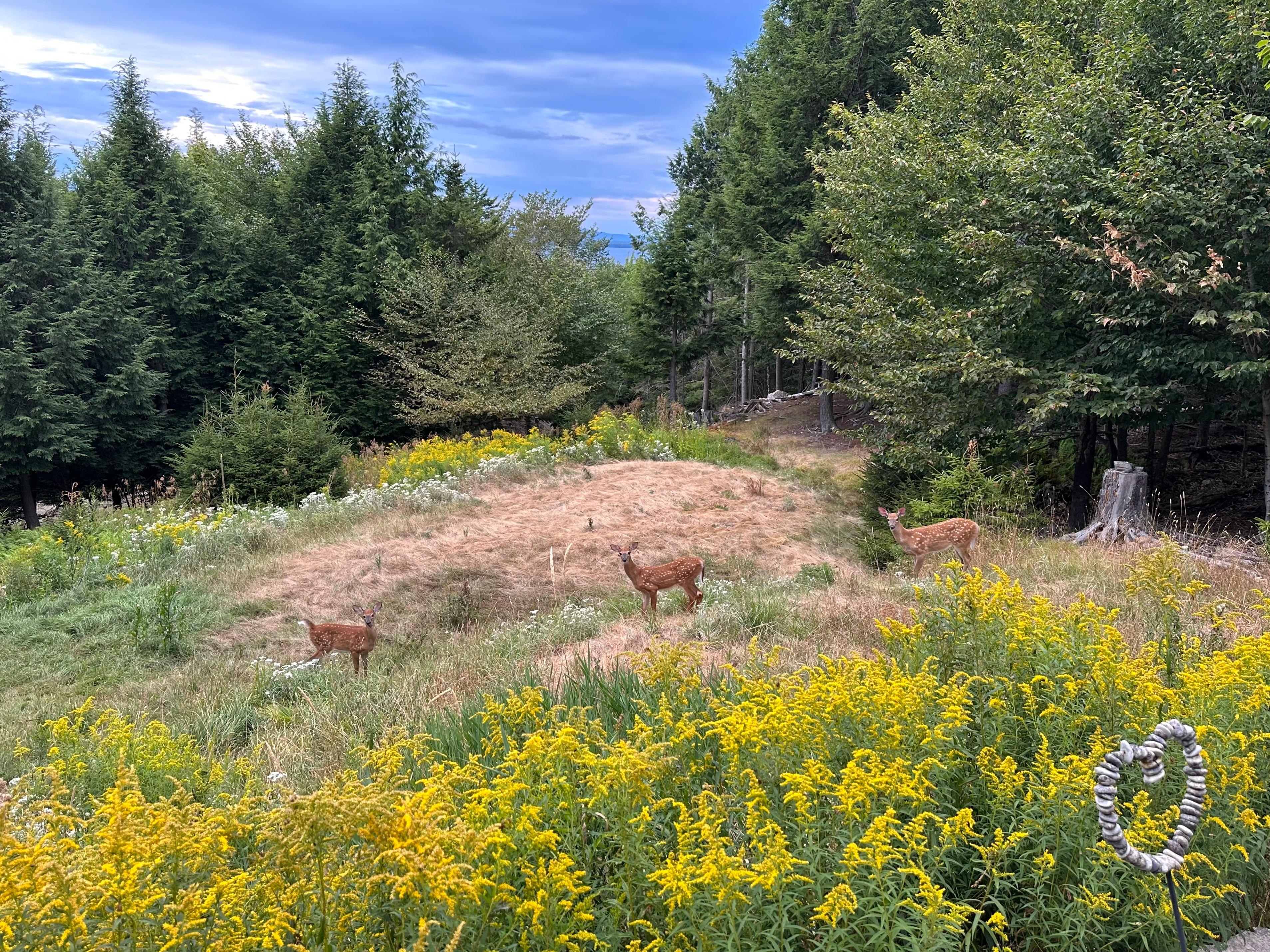 Fawns viewed from the deck