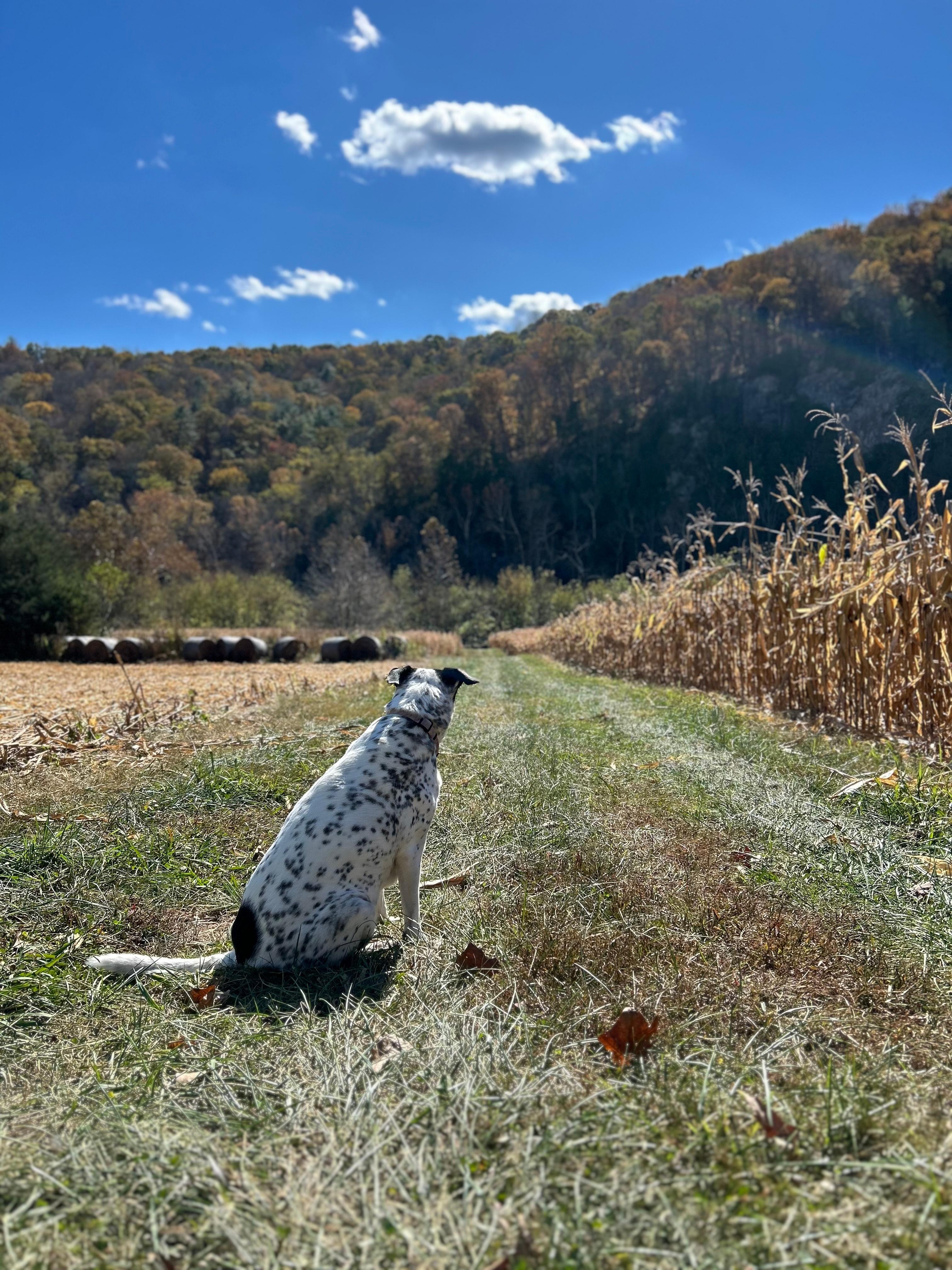 A walk around the property toward the James River