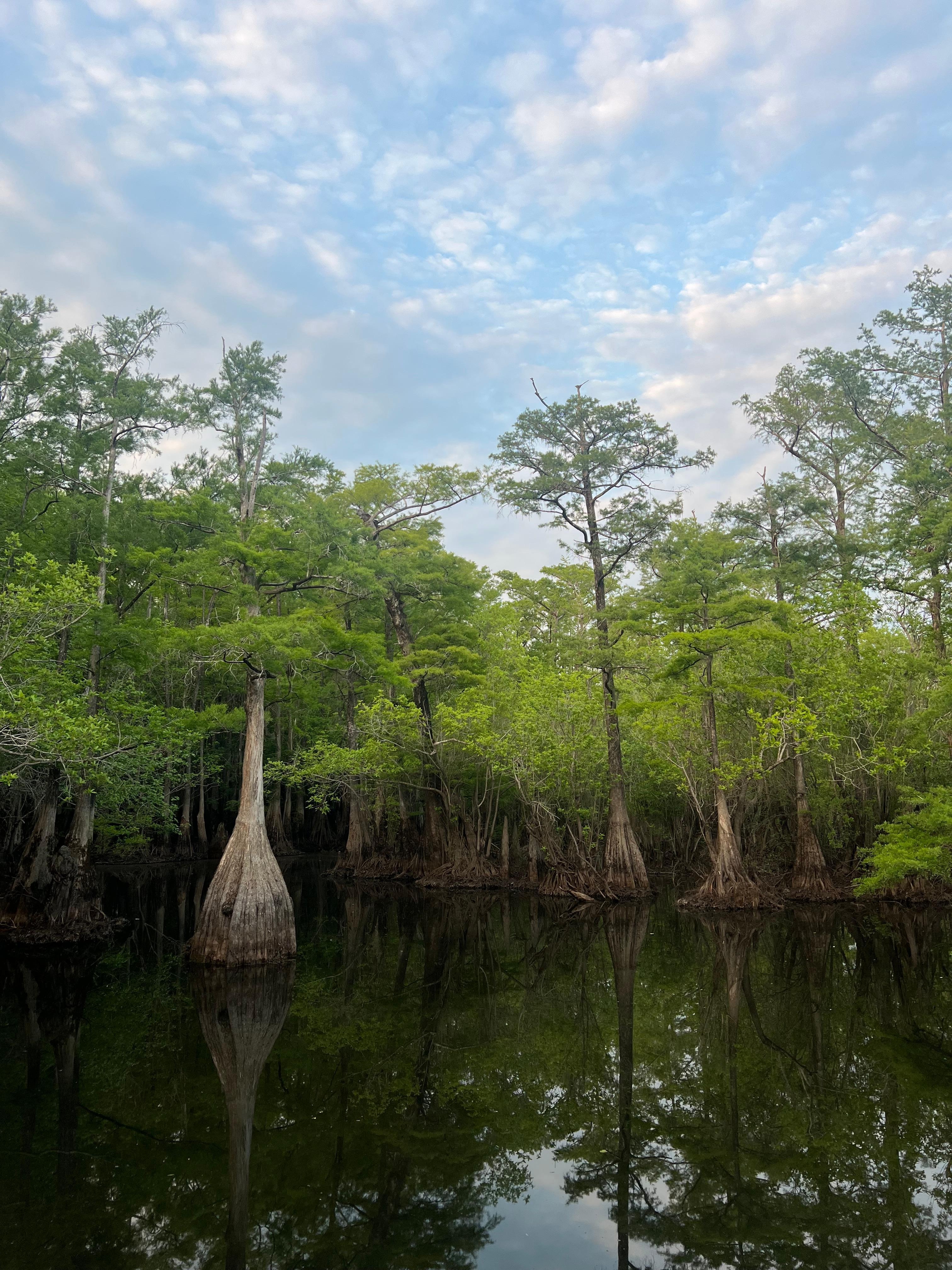 Beautiful cypress trees, view from the dock. 