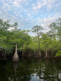 Beautiful cypress trees, view from the dock.