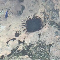 Sea urchin and clown fish in a tide pool.