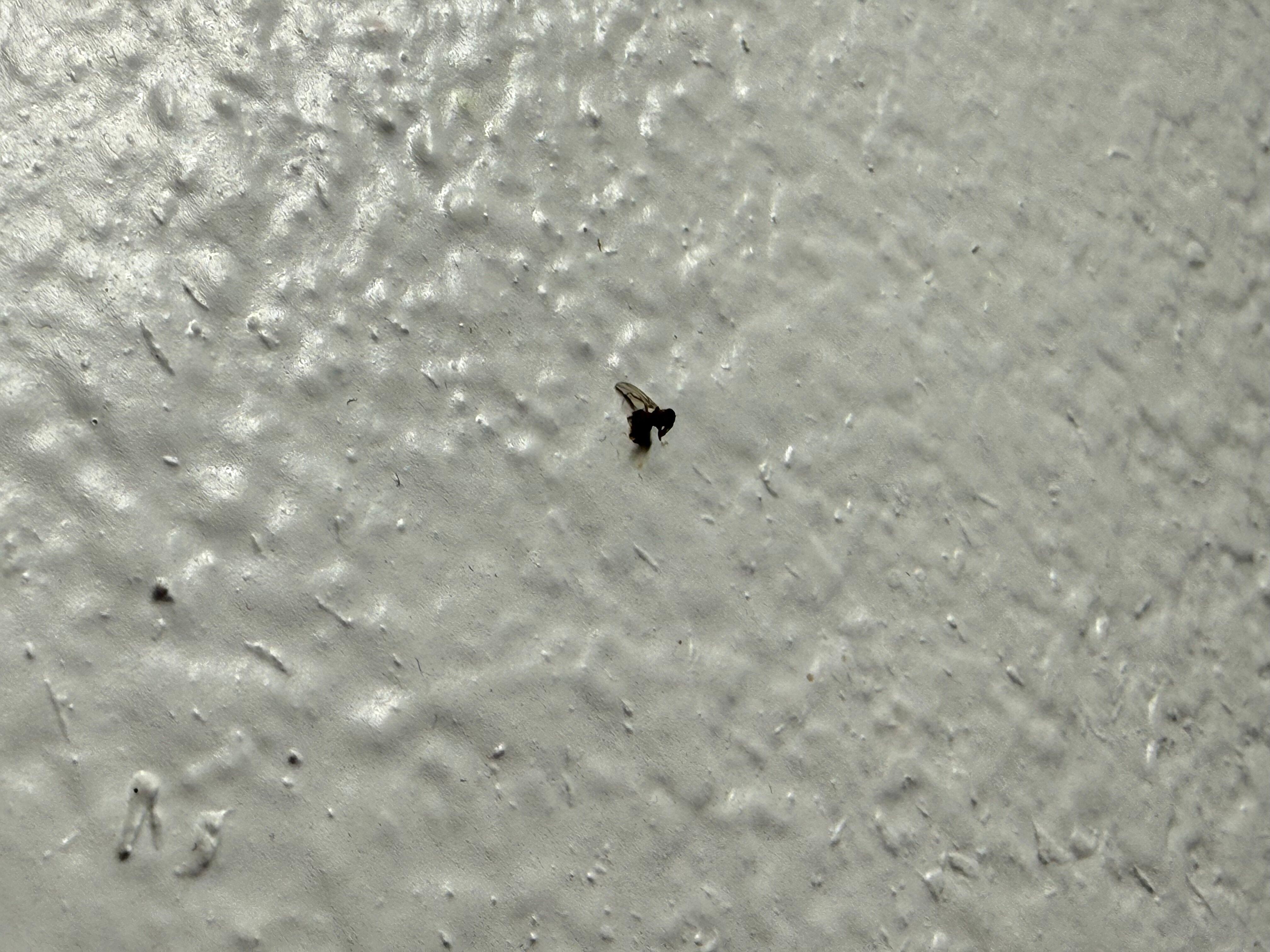 Dead bugs smashed and still stuck on wall(s)