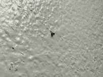 Dead bugs smashed and still stuck on wall(s)