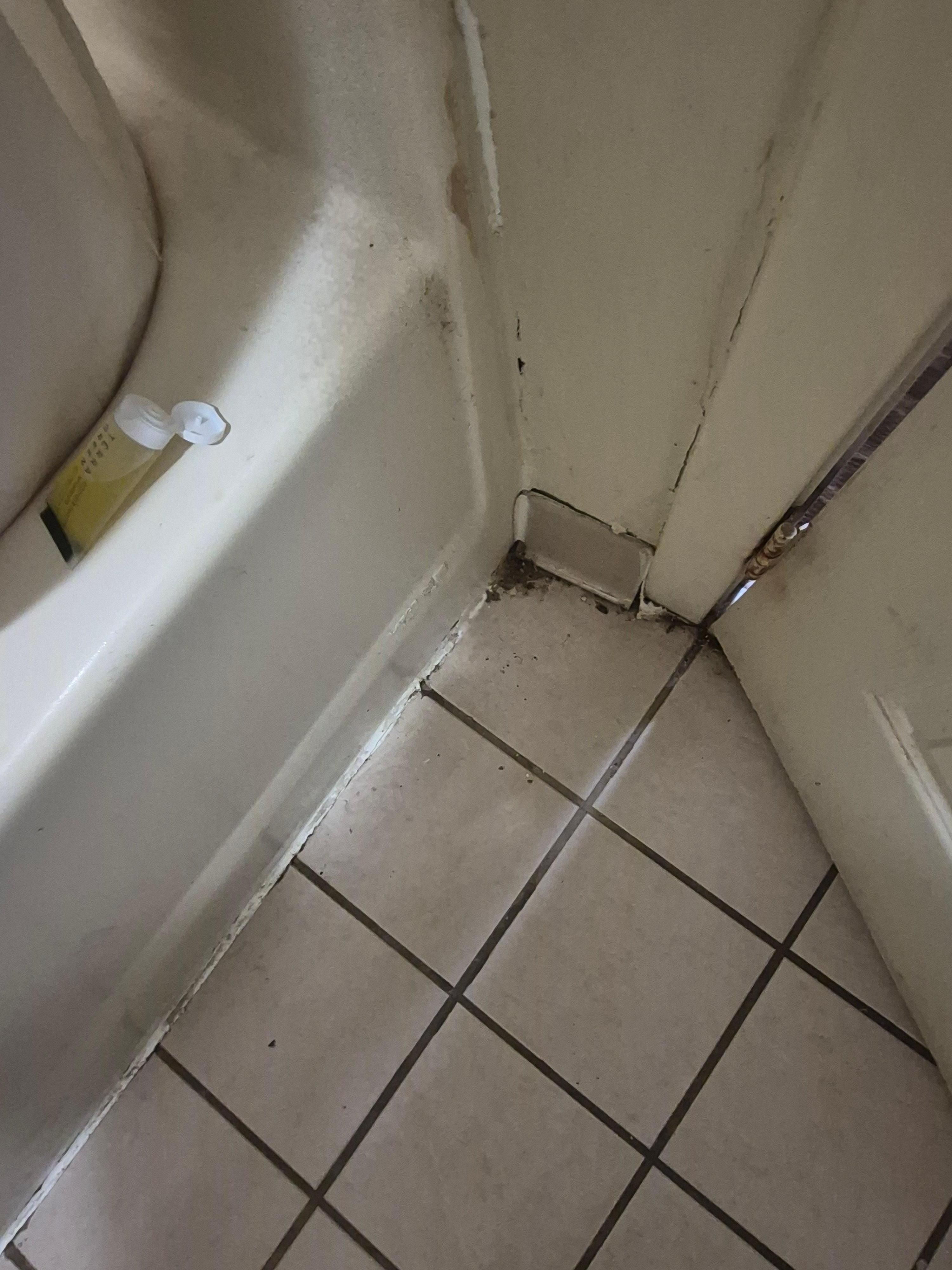 Roach is coming out of the wall next to the tub