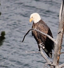 Shadow Mountain Lake East Inlet