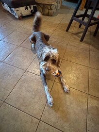 Stoney (very pet friendly)