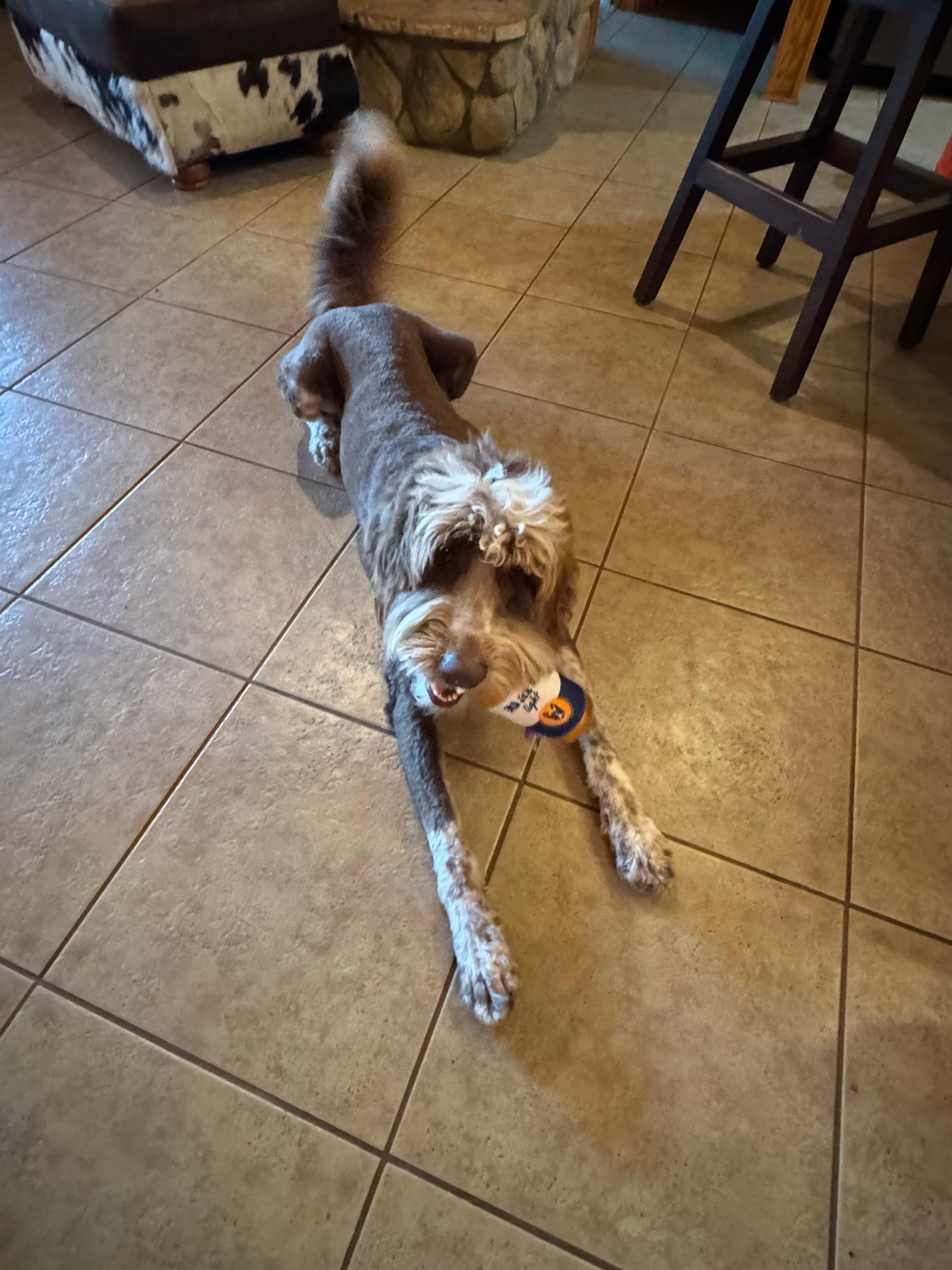 Stoney (very pet friendly)