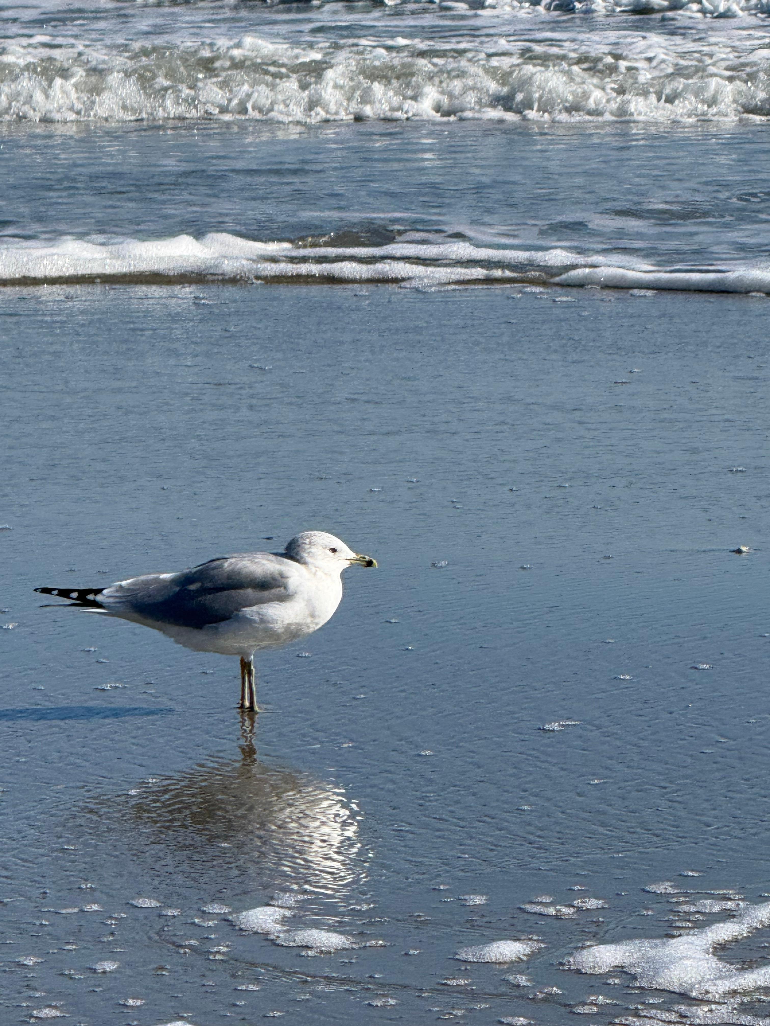 A ring billed gull