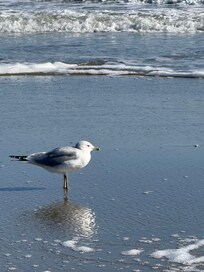 A ring billed gull