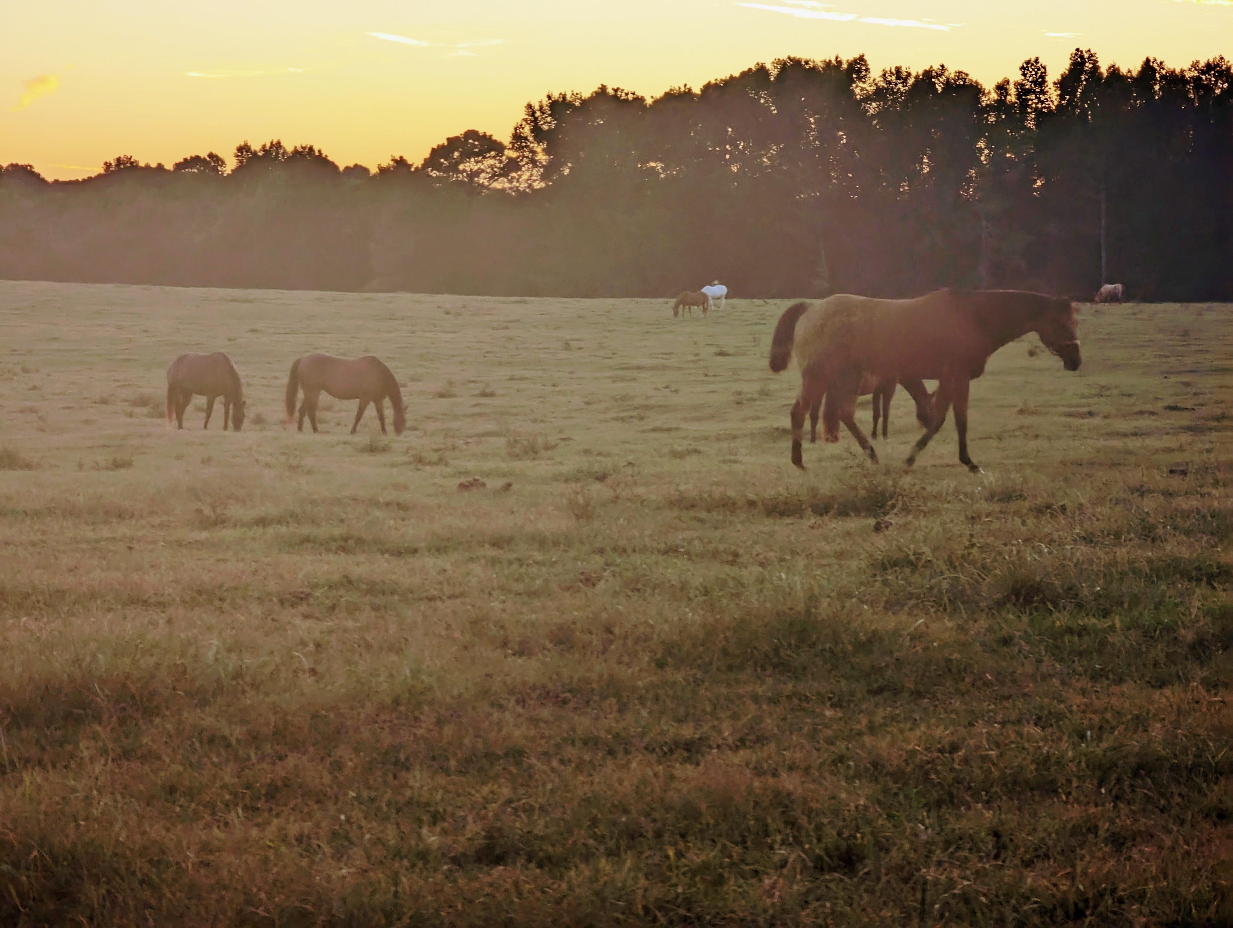 Horses playing