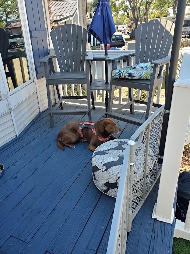 Watch dog