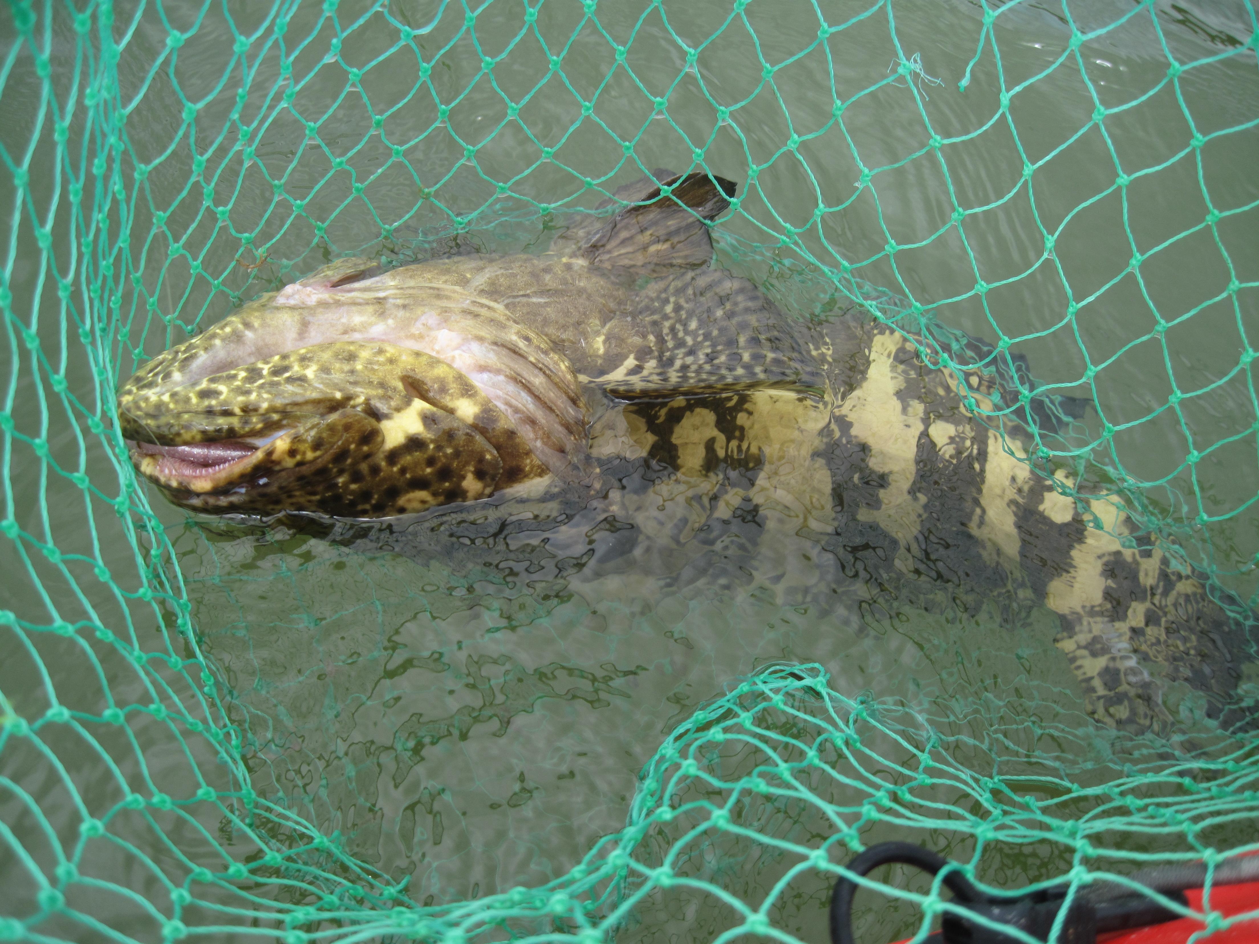 Goliath Grouper in the backcountry