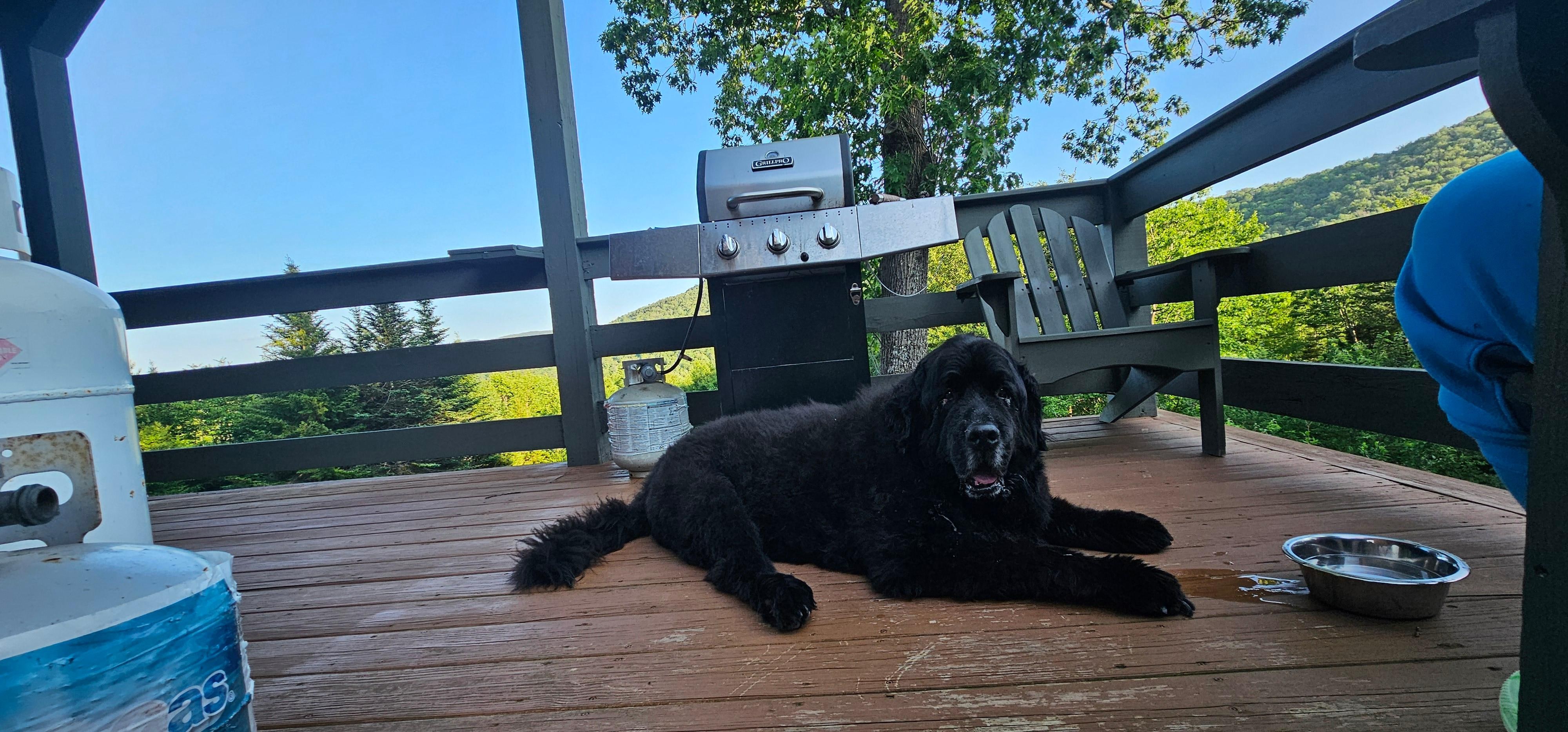 My dog chilling on the deck