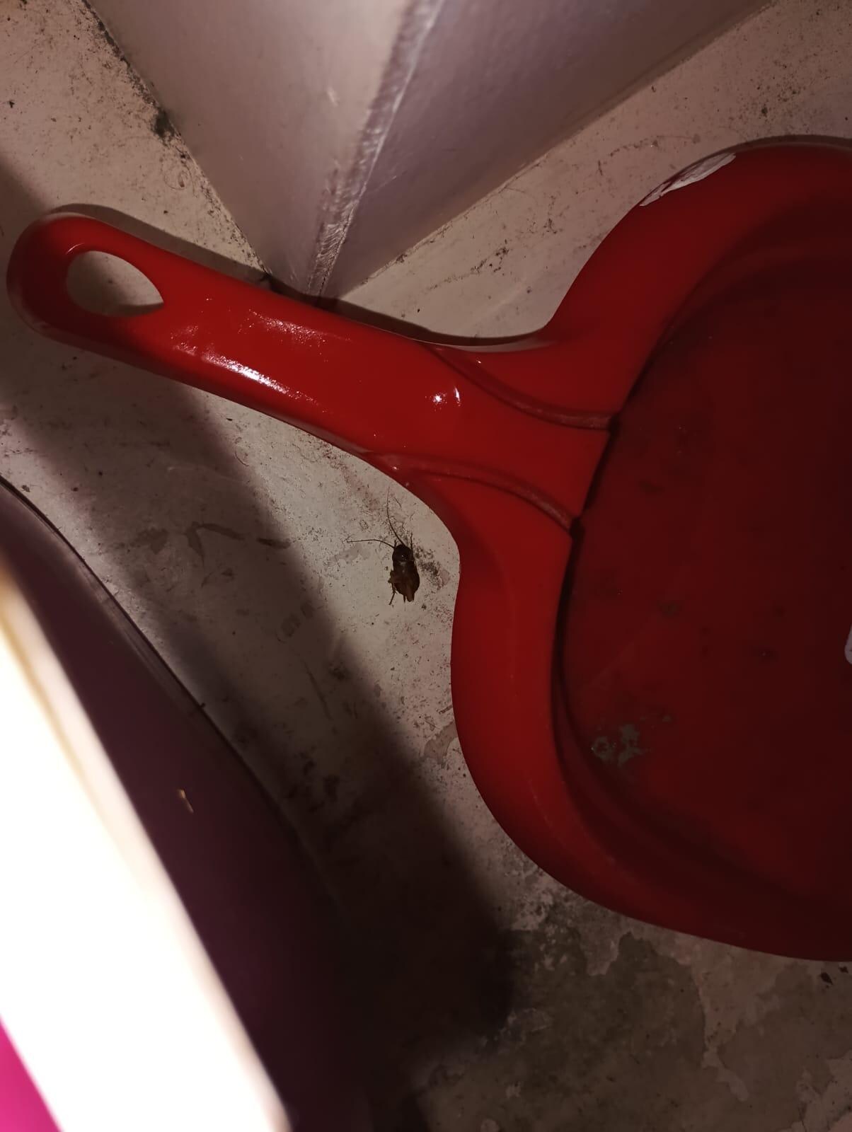 Cockroach inside a cupboard in the corridor.