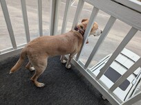 Dogs loved the deck