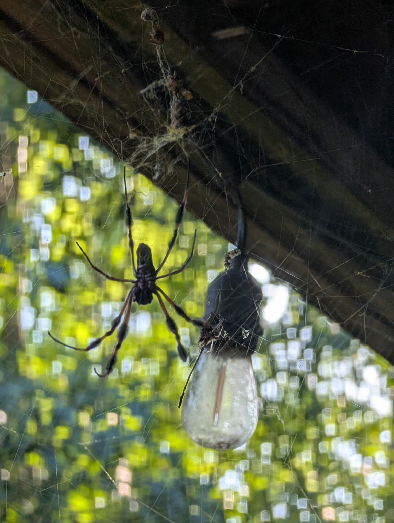 According to Google, it's a Giant Golden Orbweaver. 