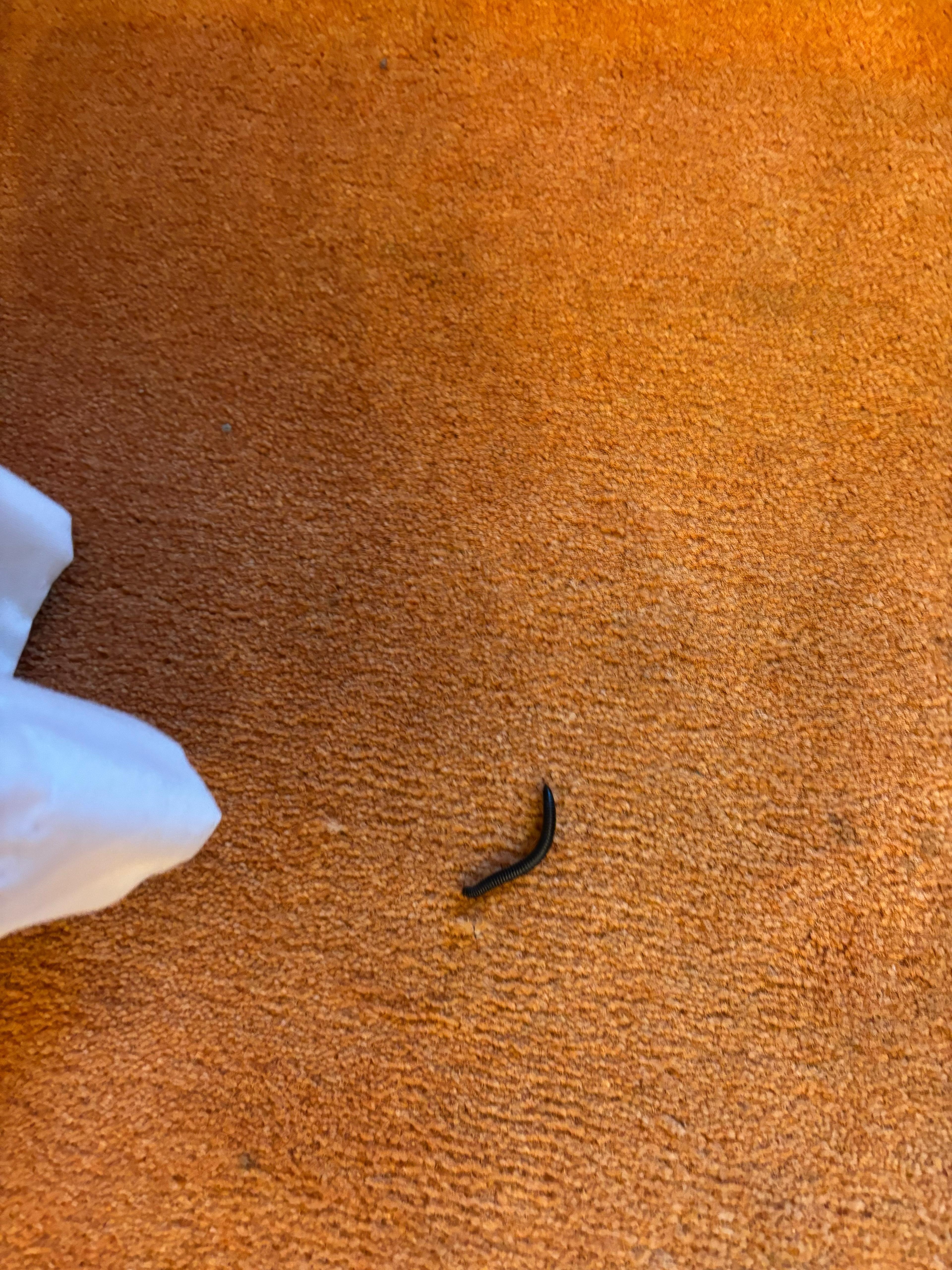 Black worm crawling when we entered into the room 
