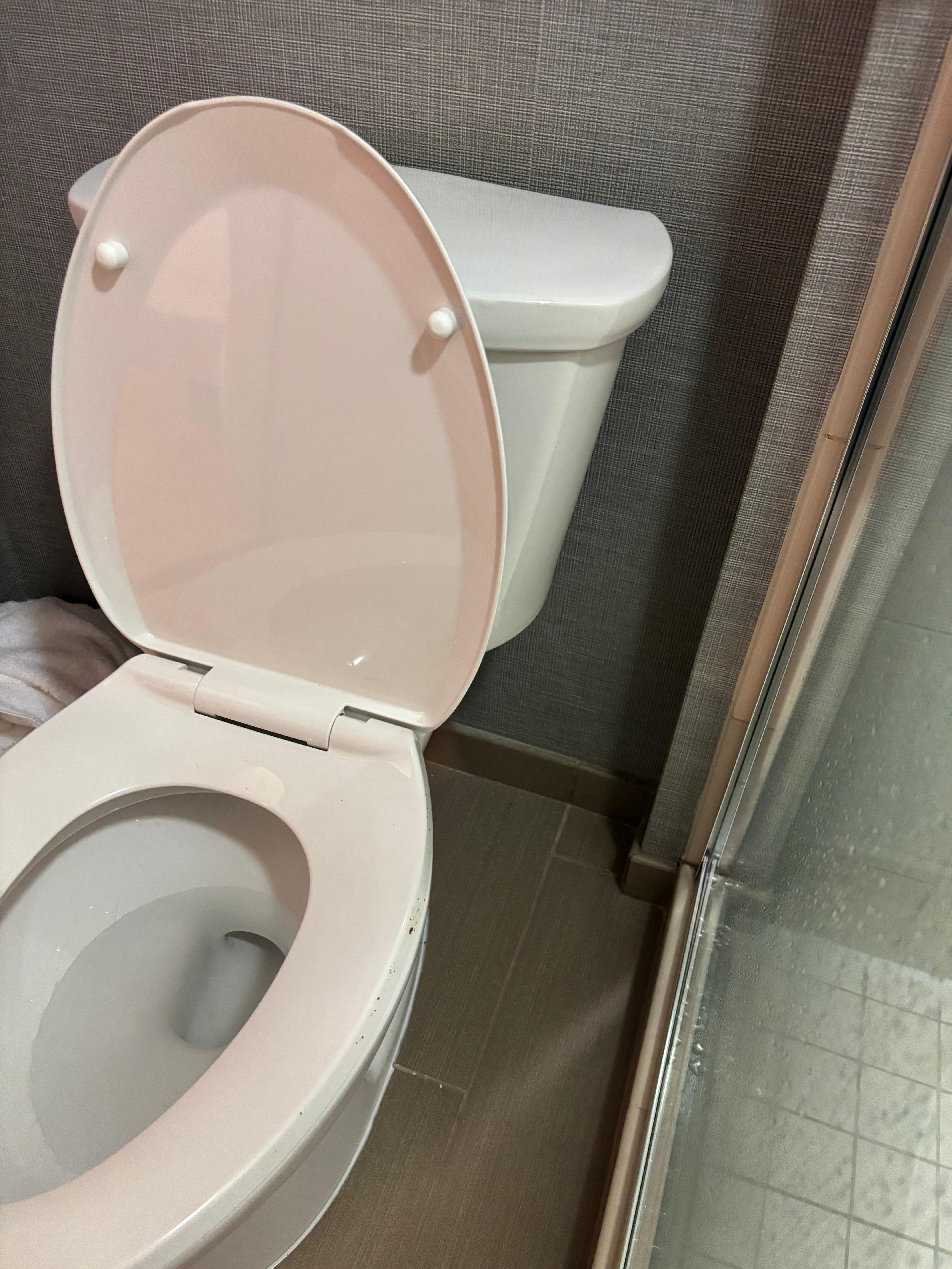 Mold in the toilet sit