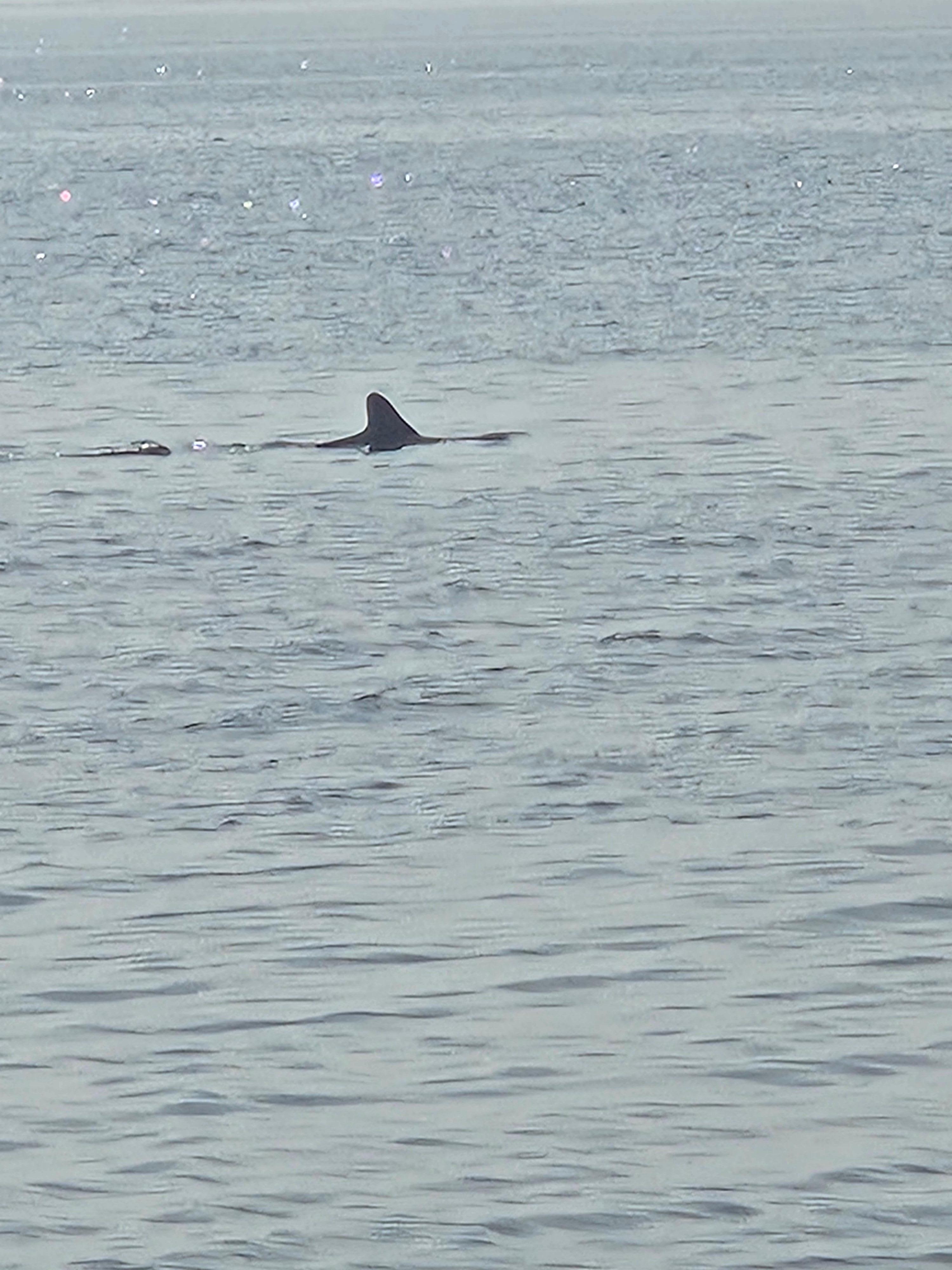 Dolphin swimming past
