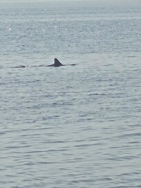 Dolphin swimming past