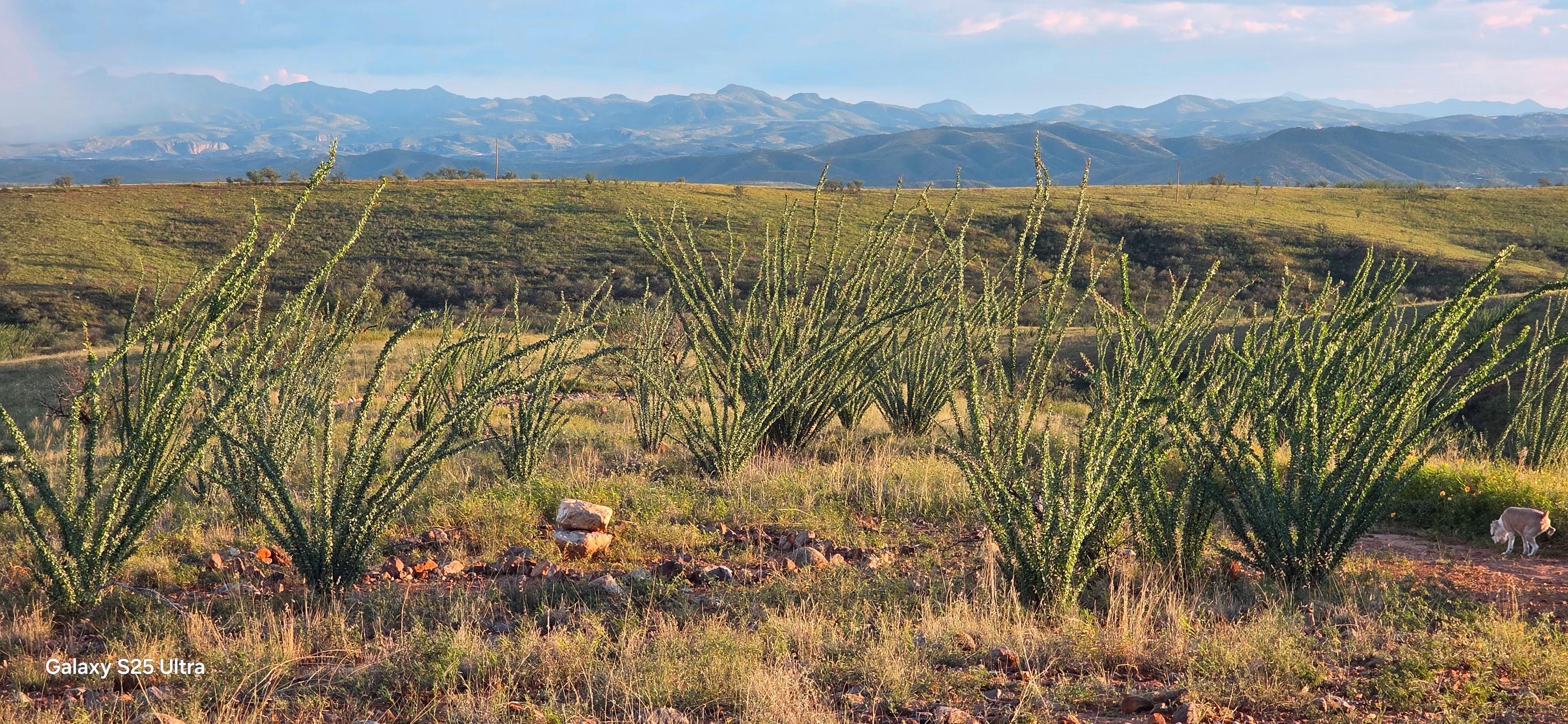 The drive in road to the casita