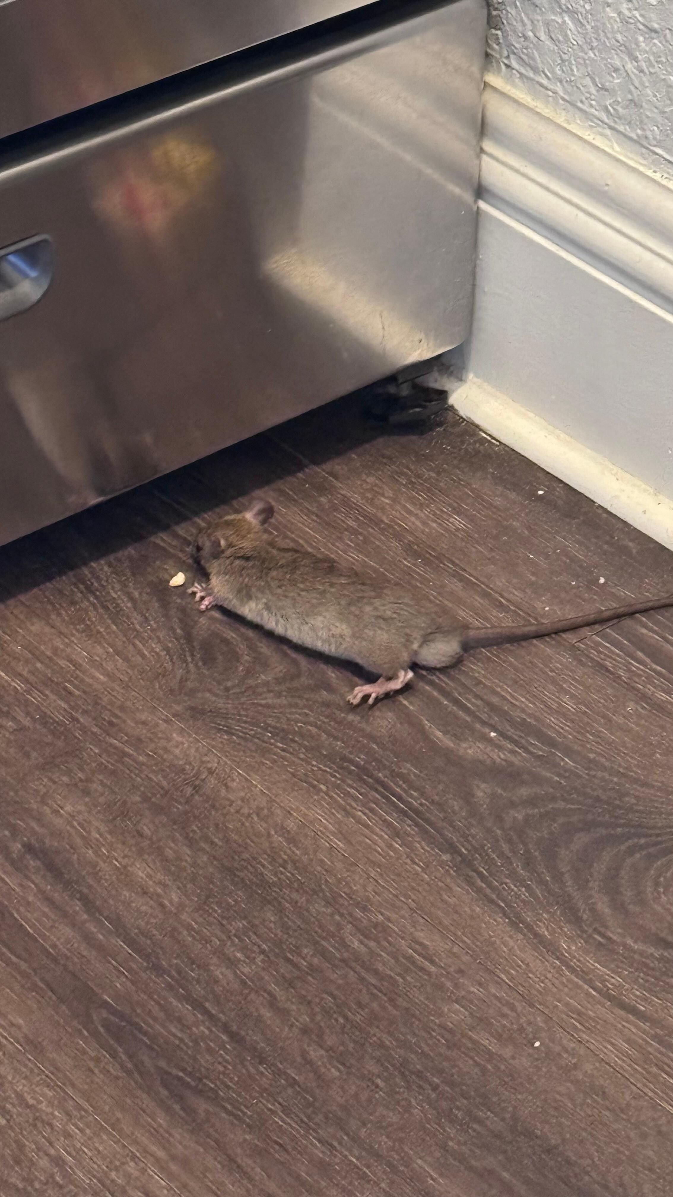 Look at the size of this