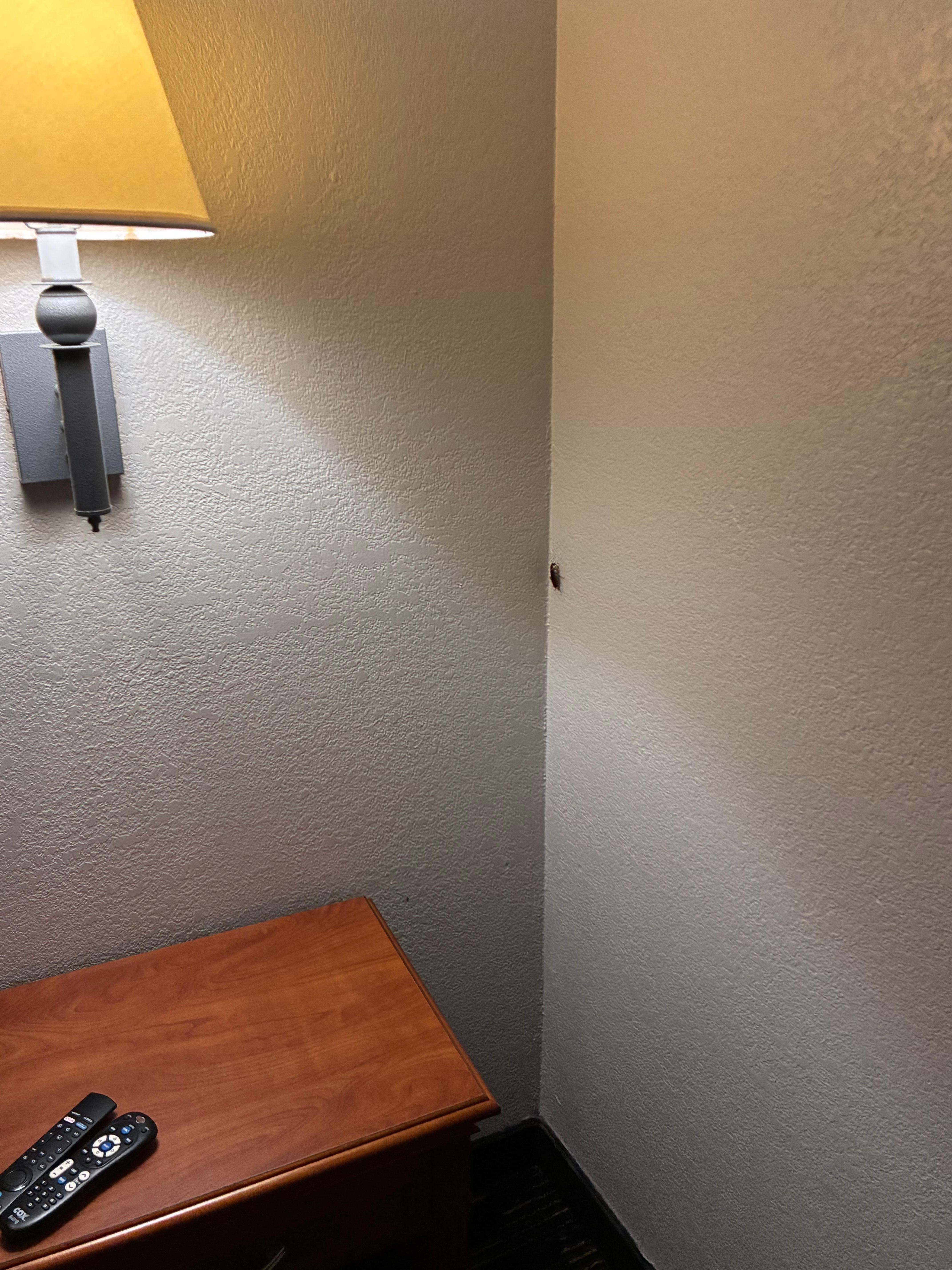 roach 2