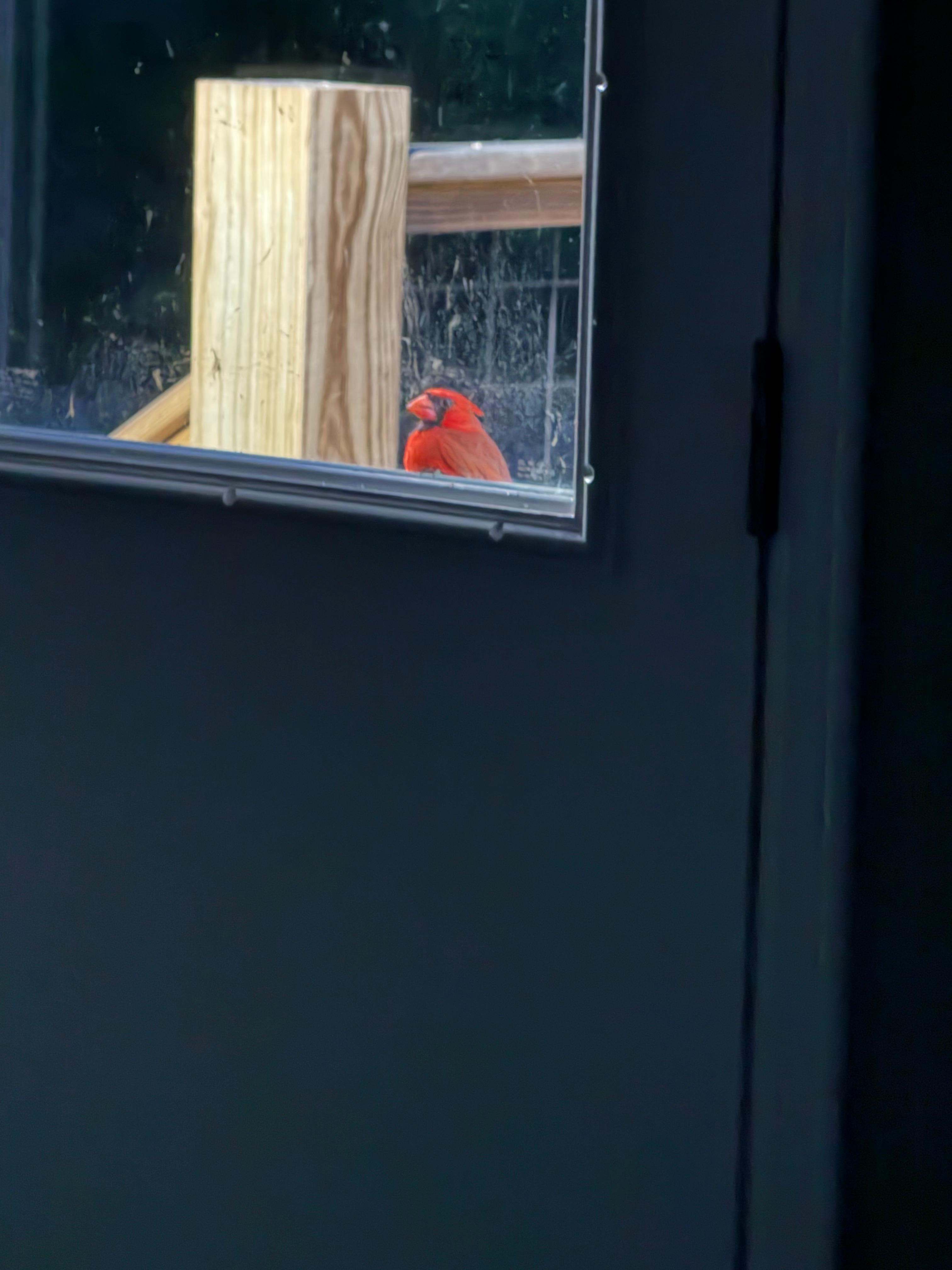 Our early morning visitor! 